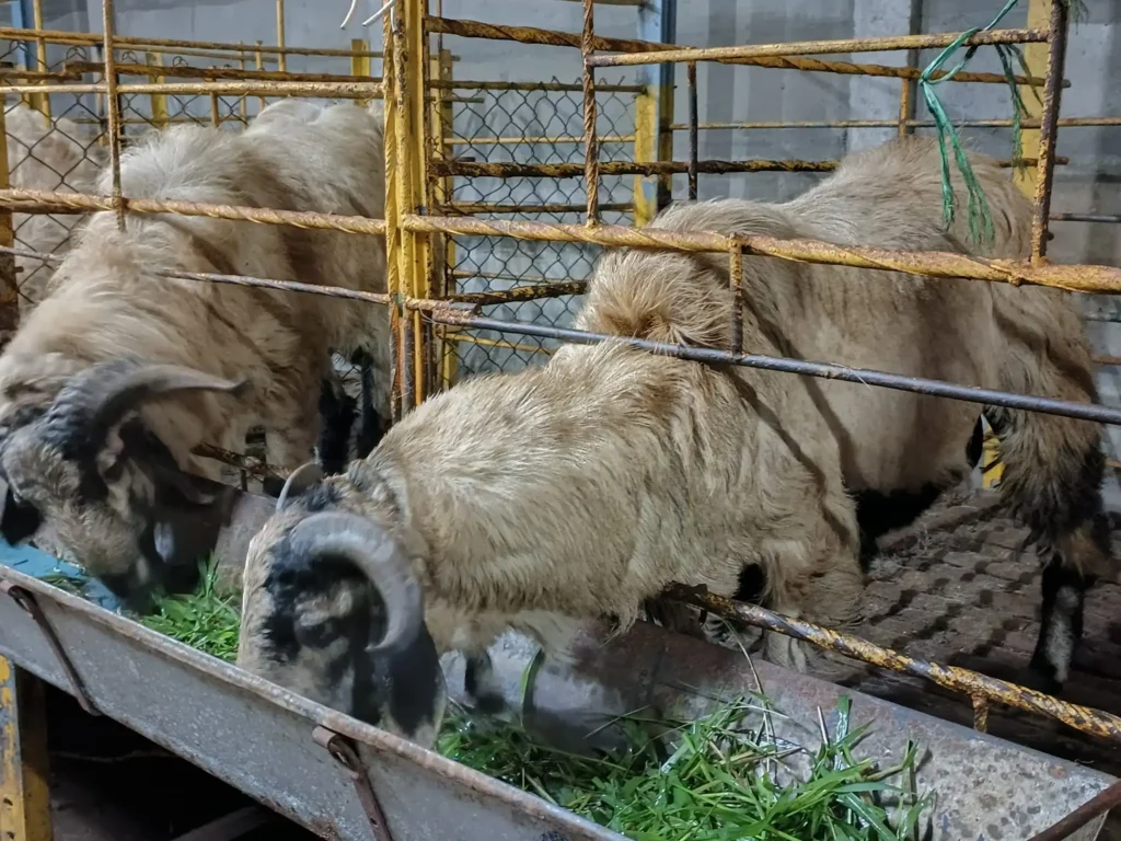Sheep Farming
